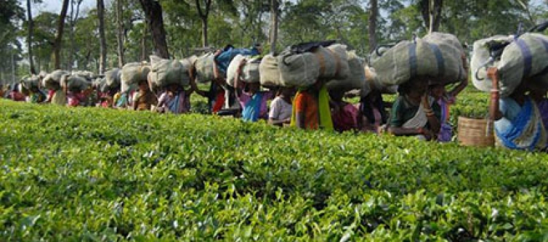 Baggage Scanner on Rent in Sonitpur